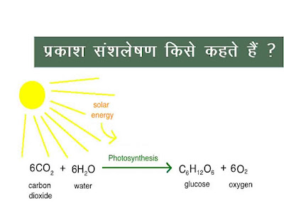 प्रकाश संश्लेषण किसे कहते हैं | What is Photosynthesis in Hindi