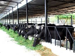 how to do the successful dairy farming business