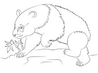 Giant Panda bear coloring page for children