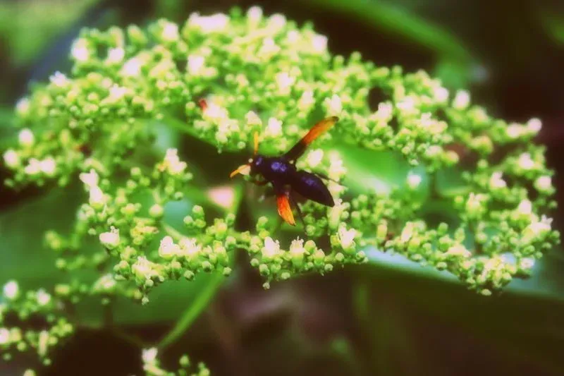 A bee in a plant in the province