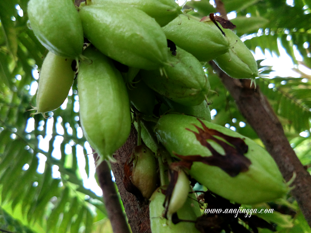 cara simpan buah belimbing buluh tahan lama