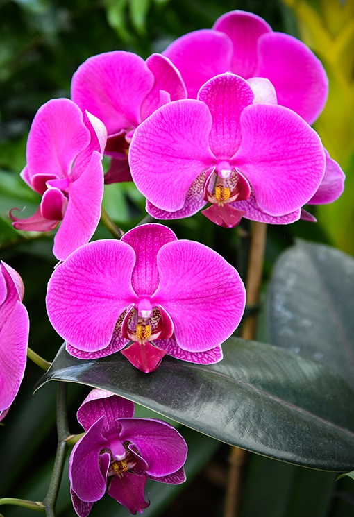 Orchid Daze 2022 | Atlanta Botanical Garden | Photo: Travis Swann Taylor