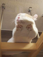 Fotos divertidas de gatos en mesas de vidrio