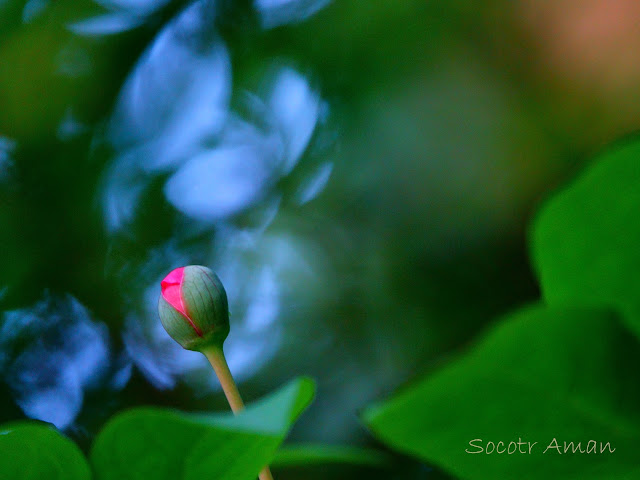 Paeonia obovata