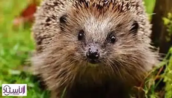 Interpretation-of-seeing-hedgehog-in-dream