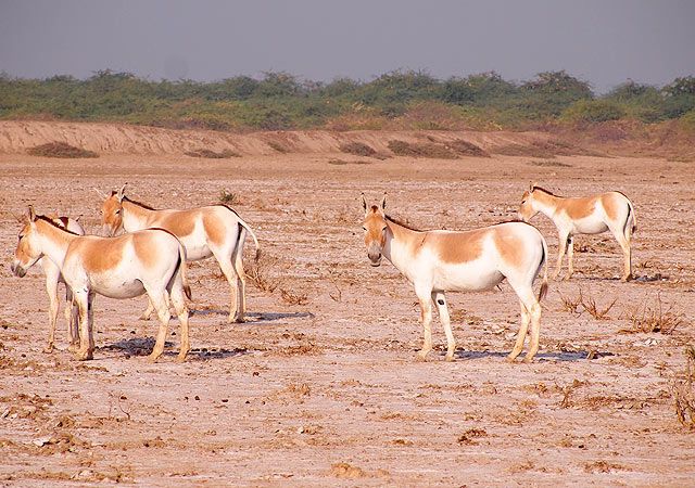 Rann of Kutch Wildlife Sanctuary in Ahmedabad