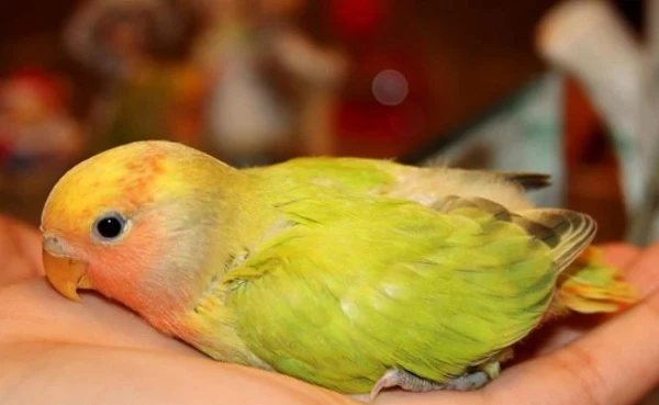 cara mengatasi lovebird lumpuh