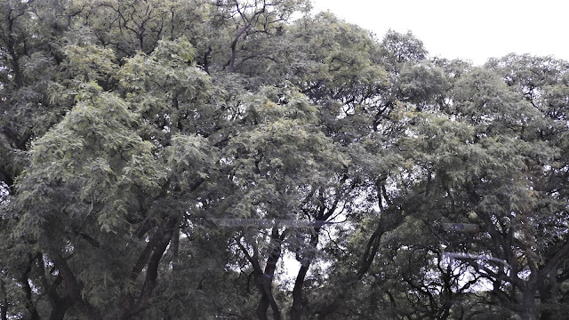 Buenos Aires