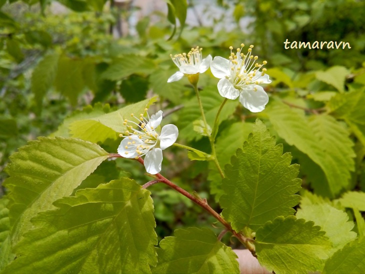 Вишня Максимовича / Черёмуха Максимовича (Cerasus maximowiczii, =Prunus maximowiczii, =Padus maximowiczii)