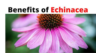 Benefits of Echinacea
