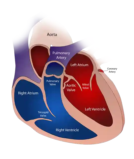 Coronary Artery Disease: causes symptom's types Diagnosis and Treatments