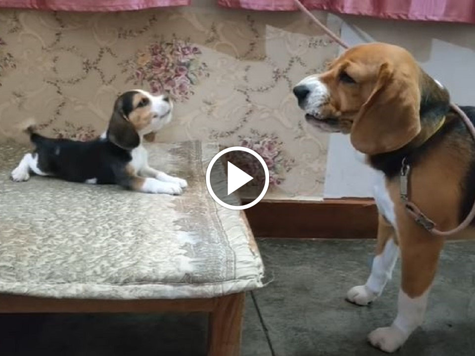  video of a puppy and its father deep conversation
