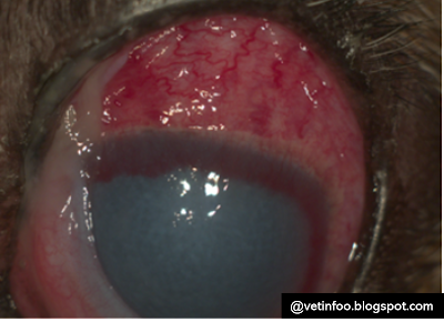 glaucoma in dogs and its treatment