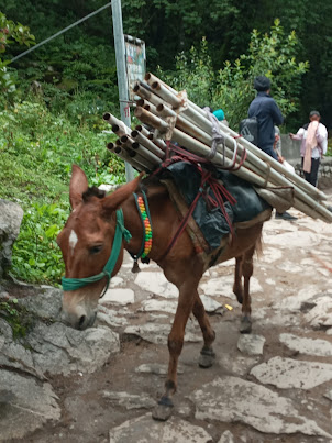 Mountain transport would come to a standstill without Mules/ Pony's