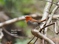 コマドリ♂ Japanese Robin♂