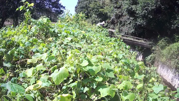 用水路沿いの径(ミチ)