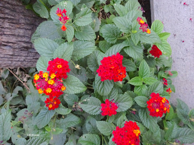 lantana, Lantana camara