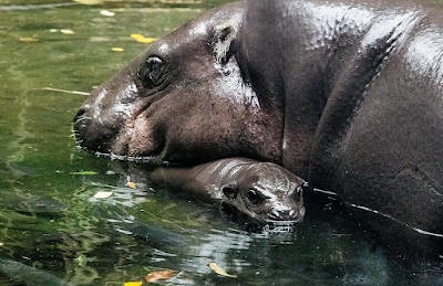 Biblical Dream Meaning of Hippopotamus
