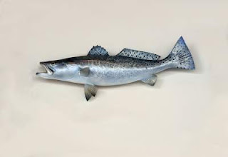 What is the Marathi name for salmon fish?