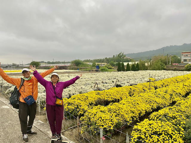 銅鑼杭菊