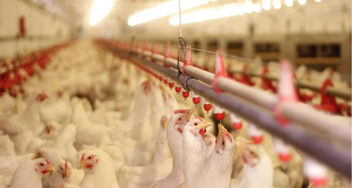 The good, the bad and the ugly about factory farm eggs, including egg whites