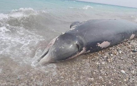 Ρόδος : Ζιφιός βρέθηκε νεκρός σε παραλία - Είχε καταπιεί πάνω από 15 κιλά πλαστικά