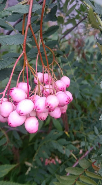 Рябина розовая (Sorbus rosea)