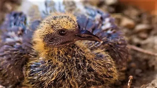 How Long Do Baby Pigeons Stay In The Nest?