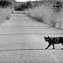 अगर काली बिल्ली रास्ता काटती है तो आ सकती है बड़ी मुसीबत