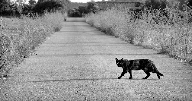 अगर काली बिल्ली रास्ता काटती है तो आ सकती है बड़ी मुसीबत