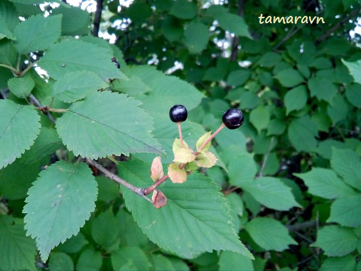 Вишня Максимовича / Черёмуха Максимовича (Cerasus maximowiczii, =Prunus maximowiczii, =Padus maximowiczii)