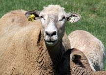 My favorite sheep: Ms. Piggy