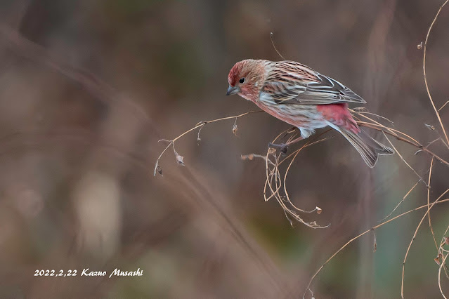 宮城の野鳥