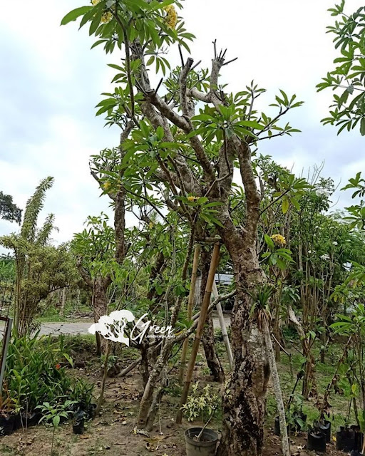 Jual Pohon Kamboja Fosil di Cianjur | Harga Pohon Kamboja Fosil Langsung Dari Petani