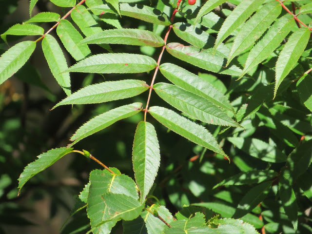 Рябина смешанная (Sorbus commixta)