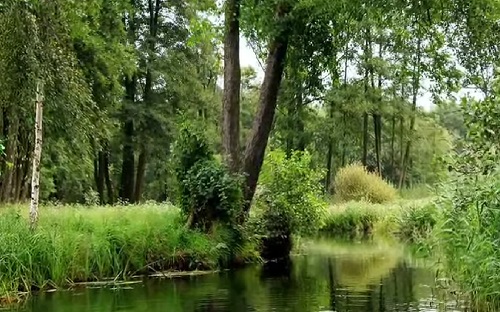 international day of forests 2022 in hindi