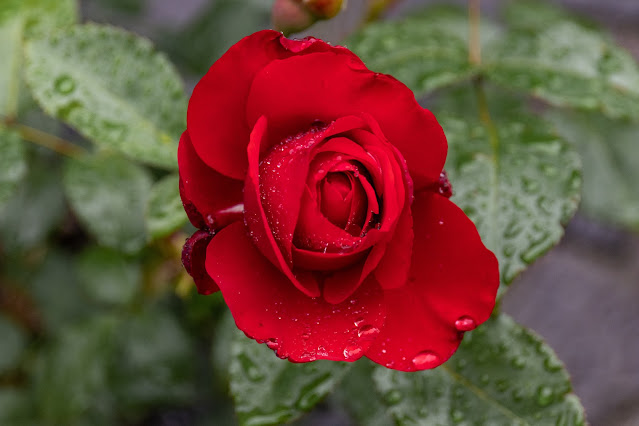 red begonia bloom