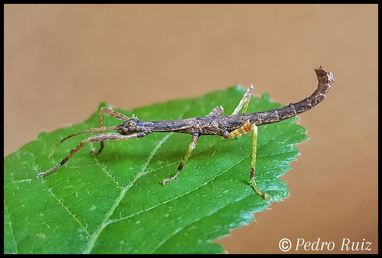 Ninfa macho L4 de Parectatosoma minus, 3,5 cm de longitud