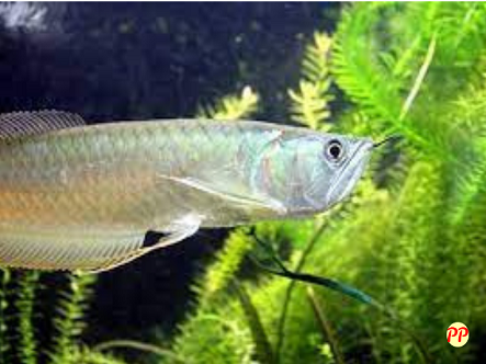 Info Terbaru Harga Ikan Arwana Silver Red Brazil Anakan & Dewasa (10 cm - 40 cm)