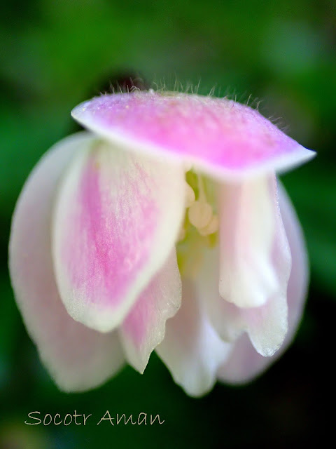 Anemone flaccida