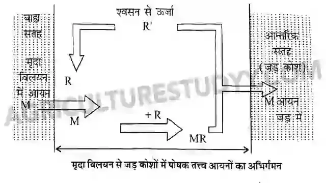 पौधों में आवश्यक पोषक तत्वों के अवशोषण करने की क्रियाविधि लिखिए, mechanism of nutrient uptake in hindi, पोषक तत्वों के अवशोषण को प्रभावित करने वाले प्रमुख कारक, पोषक तत्त्वों का स्थानान्तरण, मृदा में पोषक तत्त्वों की प्राप्ति, मृदा में पोषकों की अस्थिरता