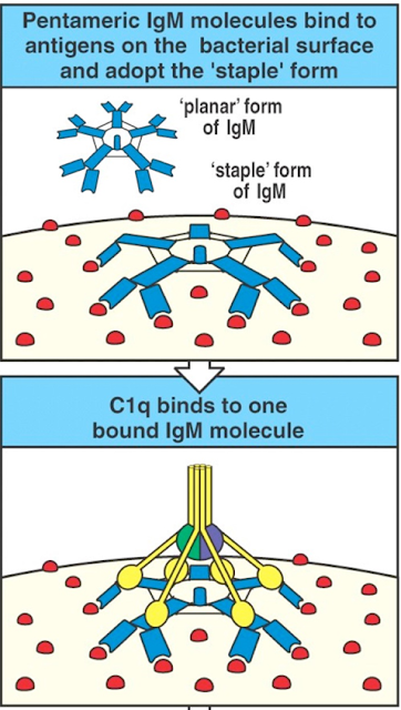 IgM fixes complement means