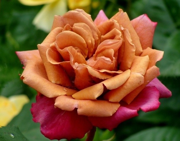 Cha- Cha роза сорт фото саженцы купить Teranichi япония