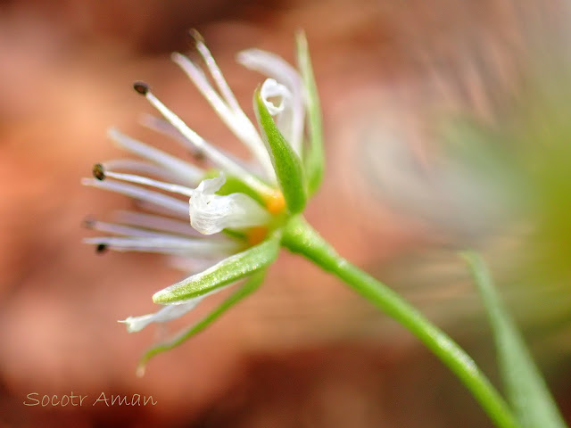 Pseudostellaria palibiniana