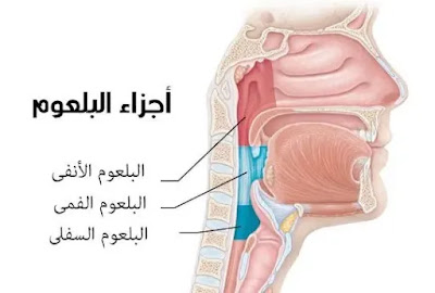 اجزاء البلعوم