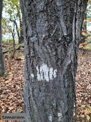 Мелкоплодник ольхолистный / Рябина ольхолистная (Micromeles alnifolia, =Sorbus alnifolia)