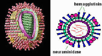STRUCTURE OF FLU VIRUS