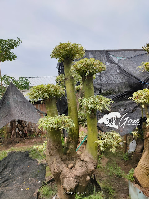 Jual Bonsai Randu Varigata Putih di Pangandaran | Harga Bonsai Randu Varigata Murah Langsung Dari Petani