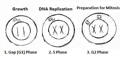 Interphase stage