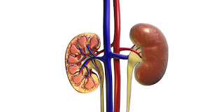 Is Cordyceps good for kidneys?